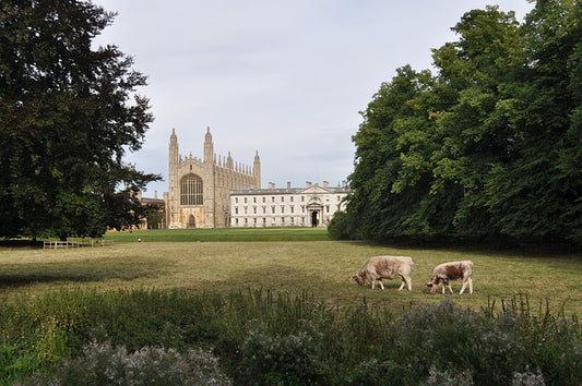 Why I Love Cambridge